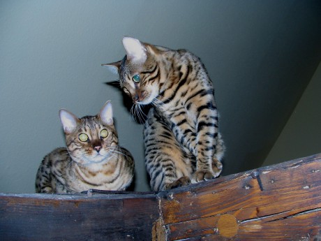 bengal_katzen