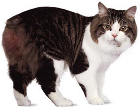 manx-cat-breed7