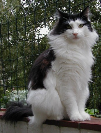 norwegian_forest_cat