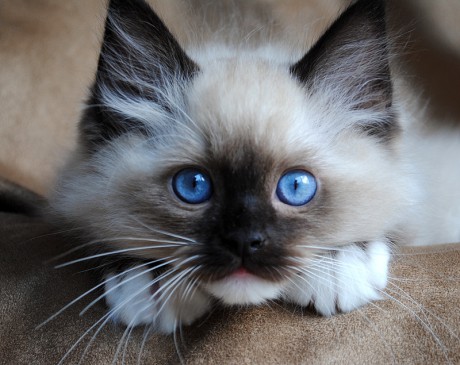 mitted-ragdoll-kitten