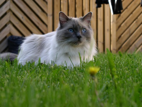 ragdoll-_blue_mitted