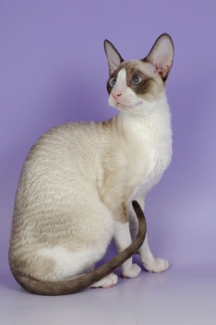 cornish_rex_25