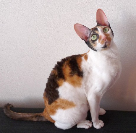 cornish-rex