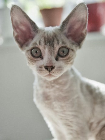 cornish-rex-cats-cuteare-cornish-rex-hypoallergenic----annie-many-tt98chq7