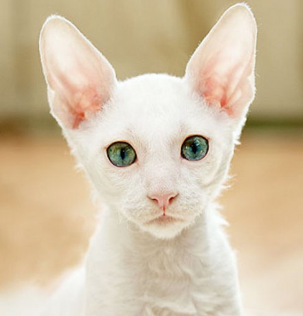 razas-de-gato-gatos-cornish-rex