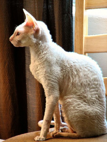 white_cornish_rex