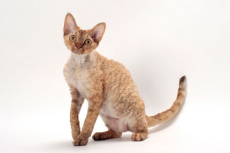 devon-rex