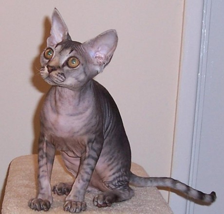 devon-rex-1