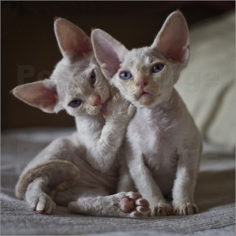 heidi-bollich-devon-rex-kitten-iii-132136