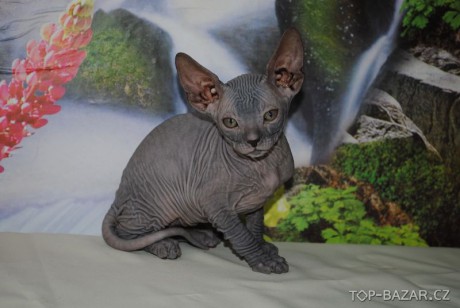 114495-kotatka-donsky-sphynx-s-pp