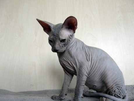 don-sphynx-vasilisa-pyrel-013