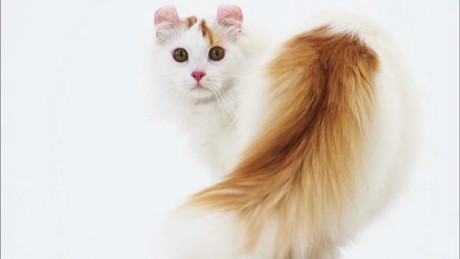 125616123539112937200201197_americancurl