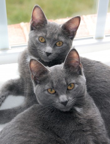 korat_sisters